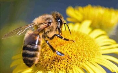 Včelí roj na zahradě?