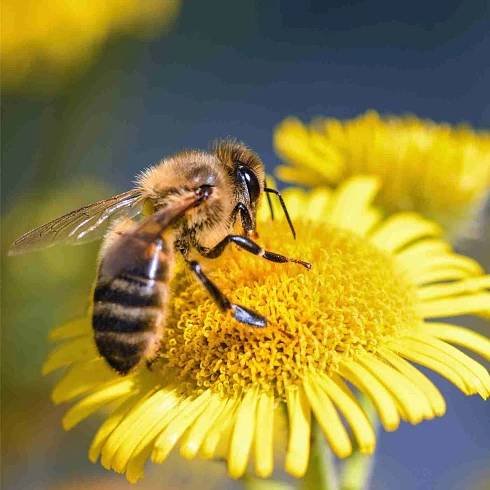 Včelí roj na zahradě?